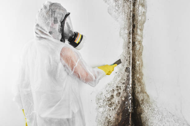 Best Toxic Mold Removal  in East Sandwich, MA