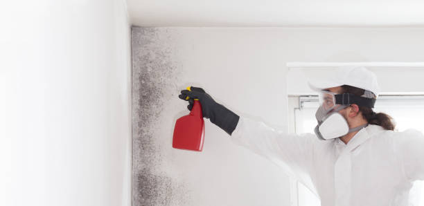 Best Mold Damage Repair  in East Sandwich, MA