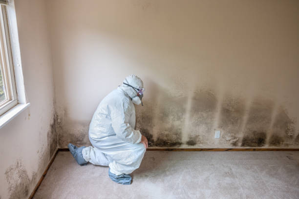 Professional Mold Removal in East Sandwich, MA