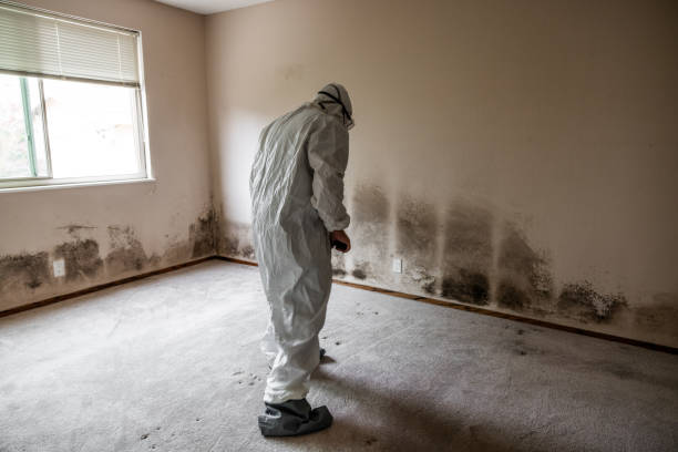 Office Mold Removal Services in East Sandwich, MA