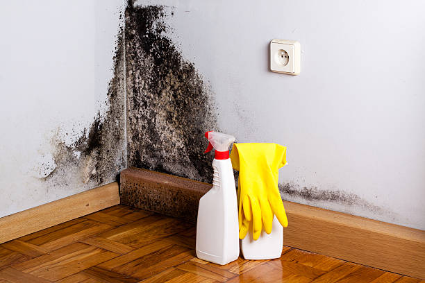 Best Mold Removal Specialists  in East Sandwich, MA