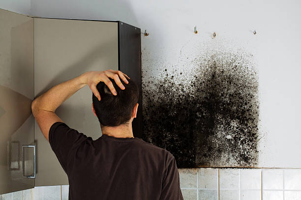 Best Mold Testing  in East Sandwich, MA