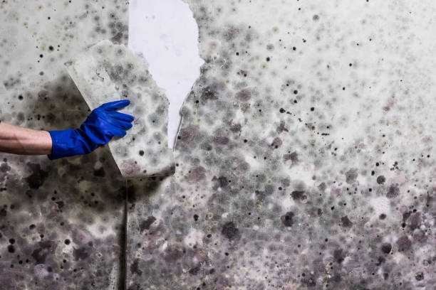 Best Mold Remediation  in East Sandwich, MA