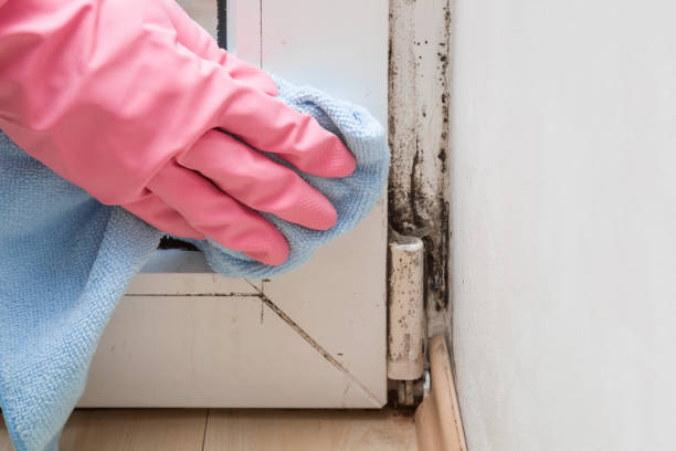 Mold Removal and Inspection in East Sandwich, MA