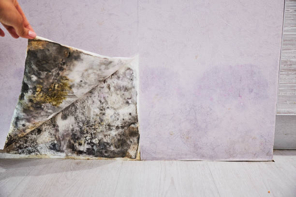 Best Best Mold Removal Companies  in East Sandwich, MA
